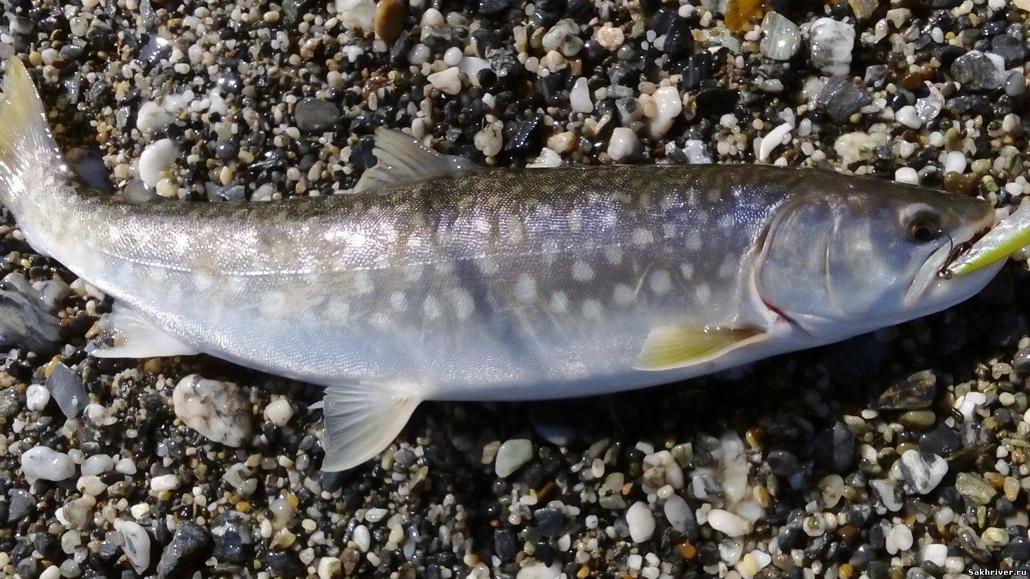 Рыба кунджа: фото и описание, как выглядит, где водится и чем питается