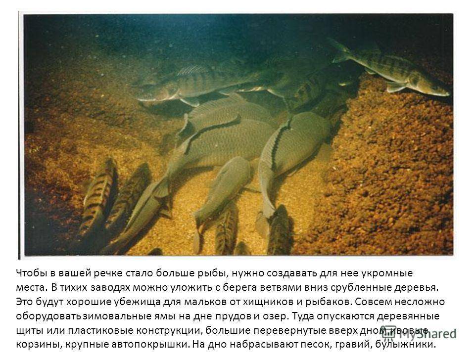 Где искать крупную щуку зимой: на пруду, реке, озере