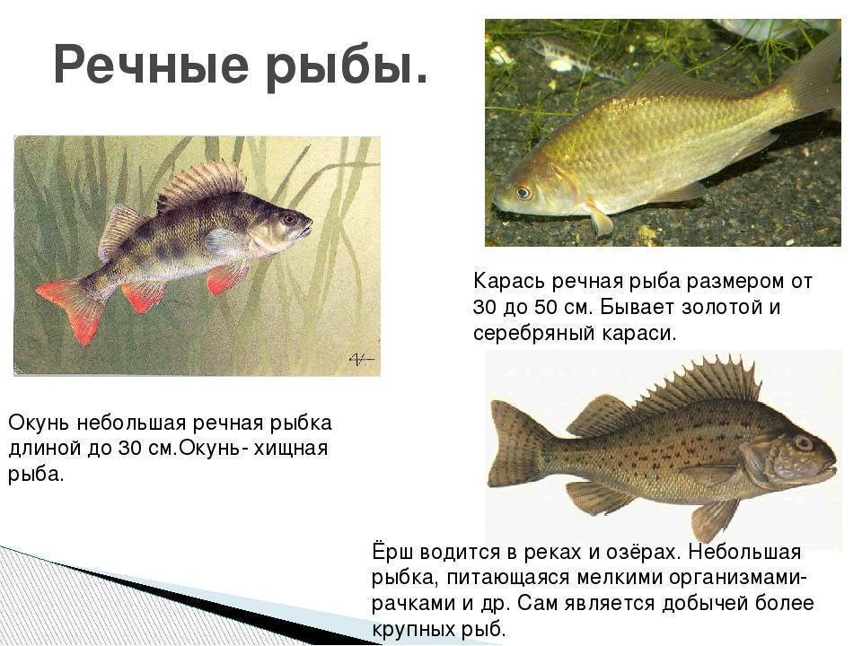 Разновидности речных рыб: виды, список, названия, описание с фото и места обитания - truehunter.ru
