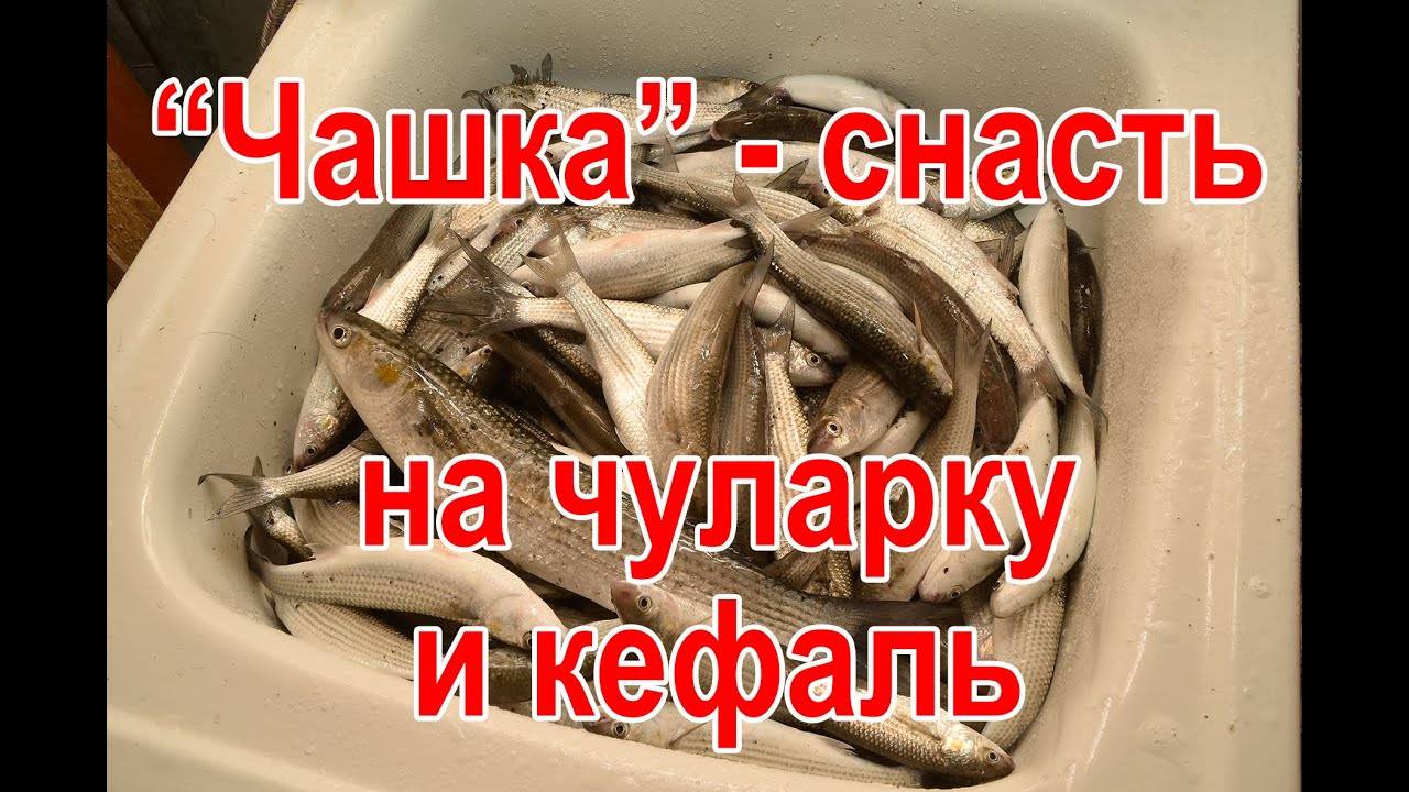 Как ловить кефаль в Черном море с берега и лодки