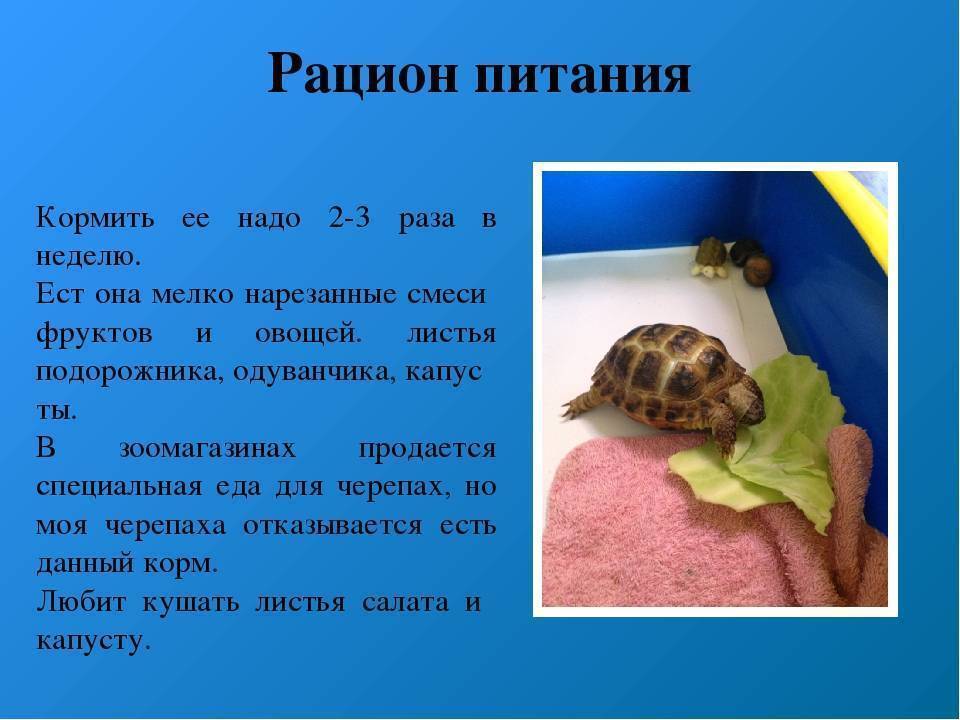 Чем и сколько кормить черепах в домашних условиях