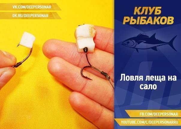 Особенности ловли леща на сало на донки и фидер