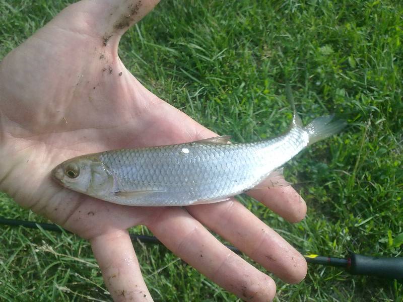 Рыба шамайка (царская рыба): описание, как выглядит, ловля, штрафы