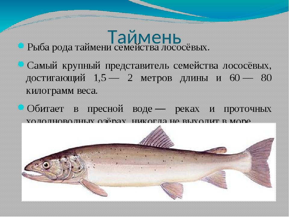 Рыба таймень: как выглядит, где и на что ее ловить зимой, весной, летом и осенью и лучшие блесна для ловли со льда, ночью или днем
