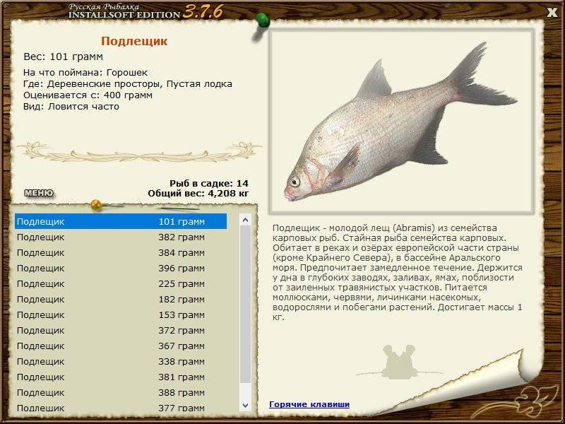 Рыба лещ: описание, образ жизни, отличие от других карповых рыб