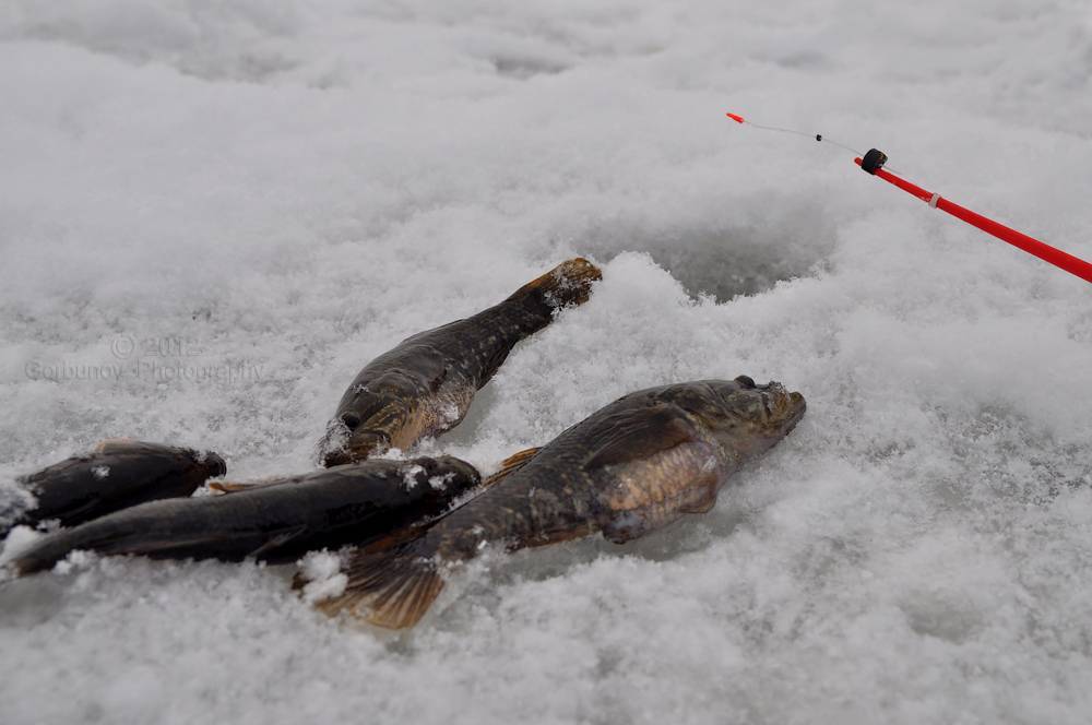 Зимняя рыбалка на ротана — на что ловить и чем прикормить для лучшего улова рыбы