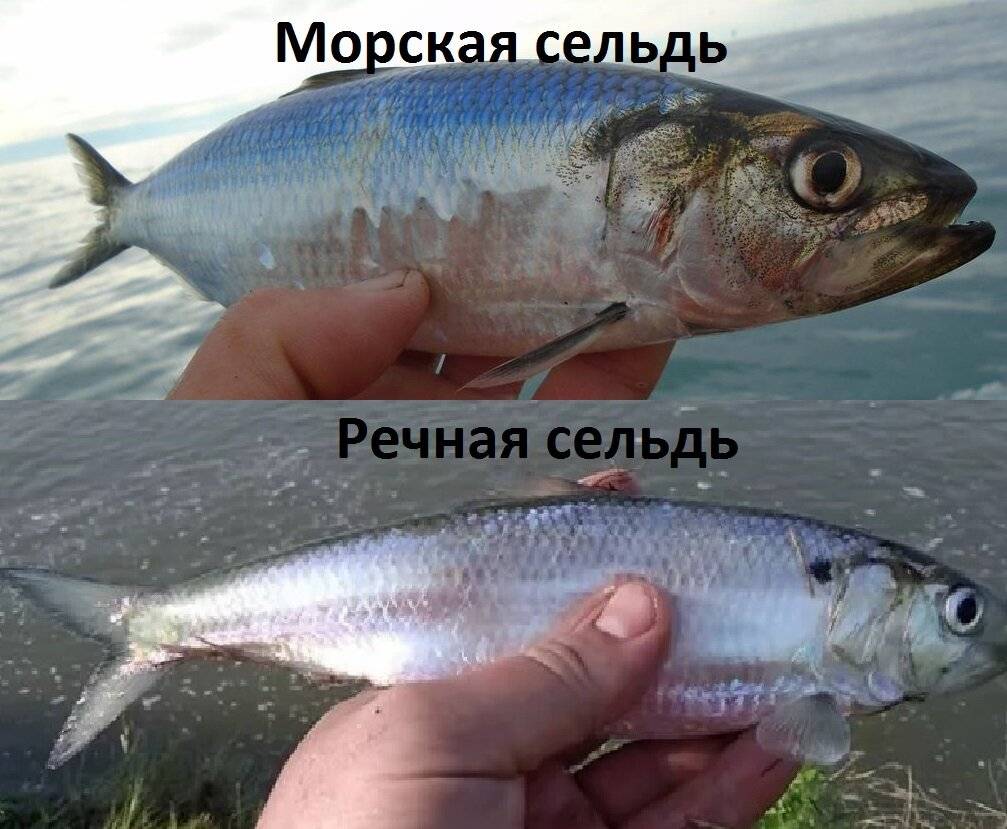 Атлантическая и тихоокеанская сельдь: описание видов с фото