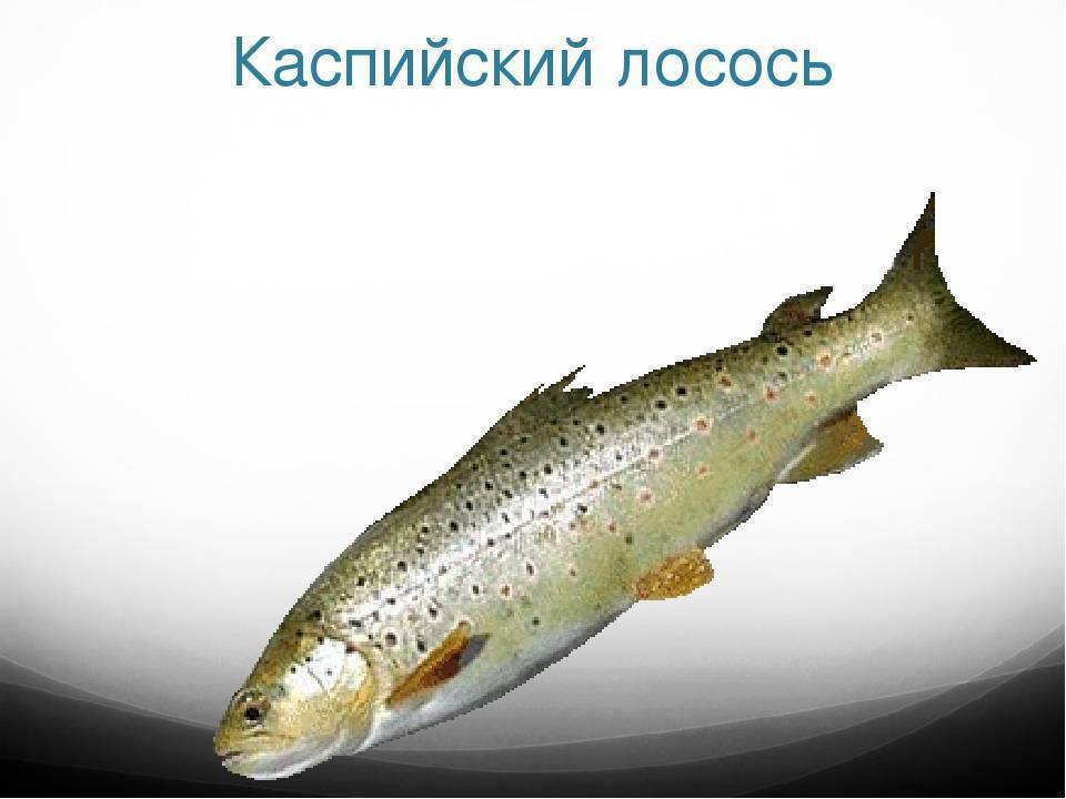 Рыба «Лосось каспийский» фото и описание