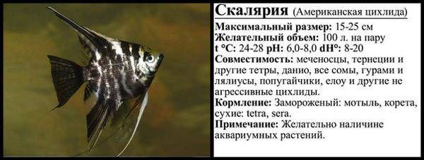 Скалярия (pterophyllum scalare): содержание в аквариуме, виды, разведение