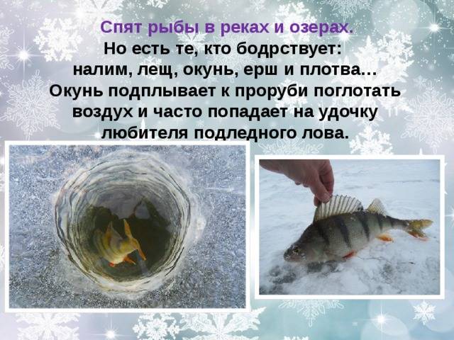 Спят ли рыбы в аквариуме ночью