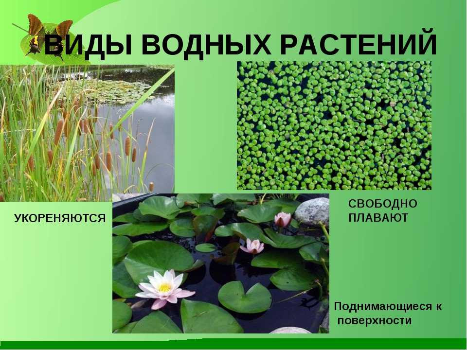 Водные растения средней полосы россии - обзортека