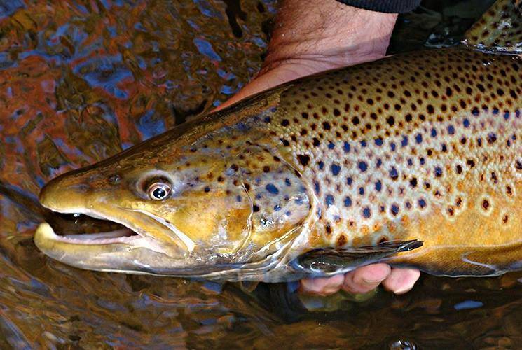Кумжа: описание, распространение, образ жизни и способ ловли - fishingwiki